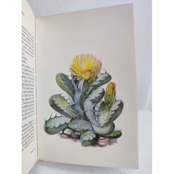 Cacti &amp; succulents, 1969