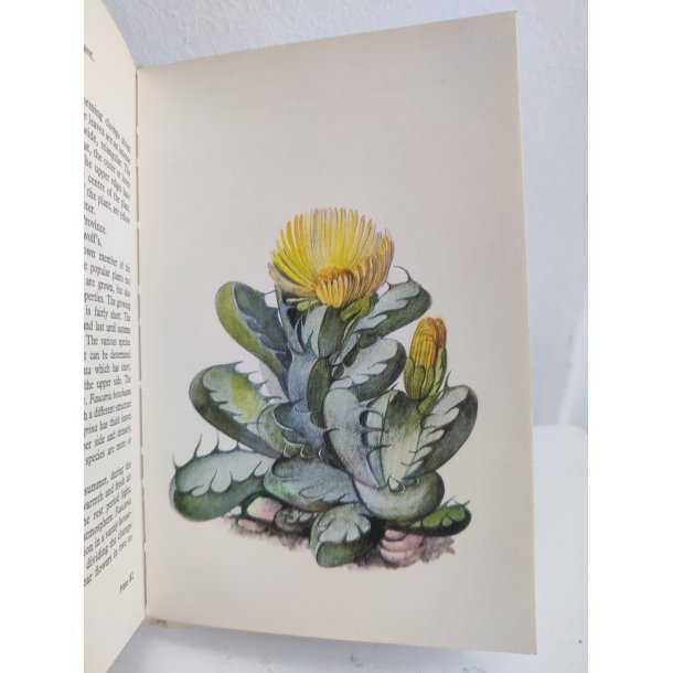 Cacti &amp; succulents, 1969