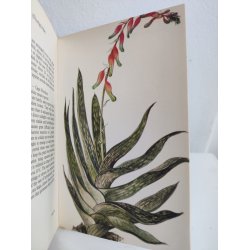 Cacti &amp; succulents, 1969