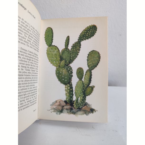 Cacti &amp; succulents, 1969