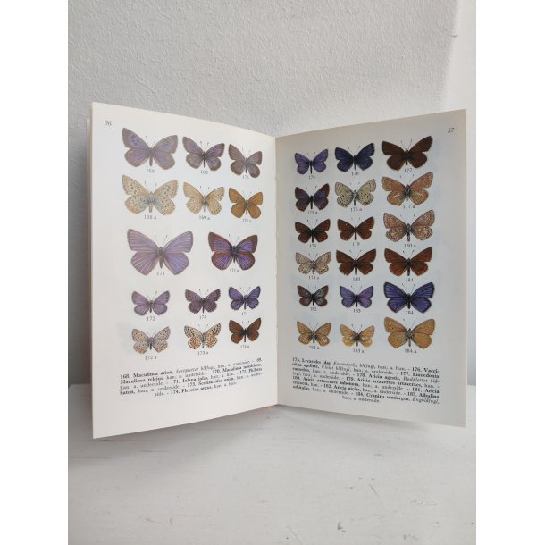 Sommerfugle i farver 1