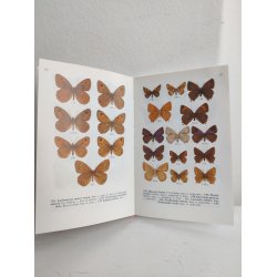 Sommerfugle i farver 1