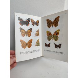 Sommerfugle i farver 1