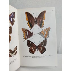 Sommerfugle i farver 1