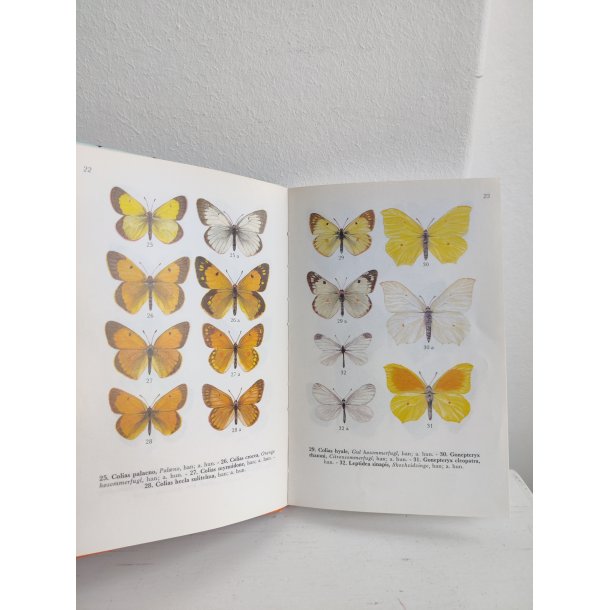 Sommerfugle i farver 1