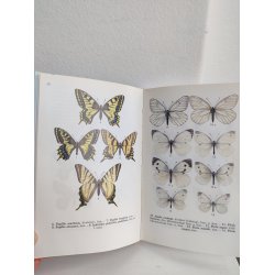 Sommerfugle i farver 1