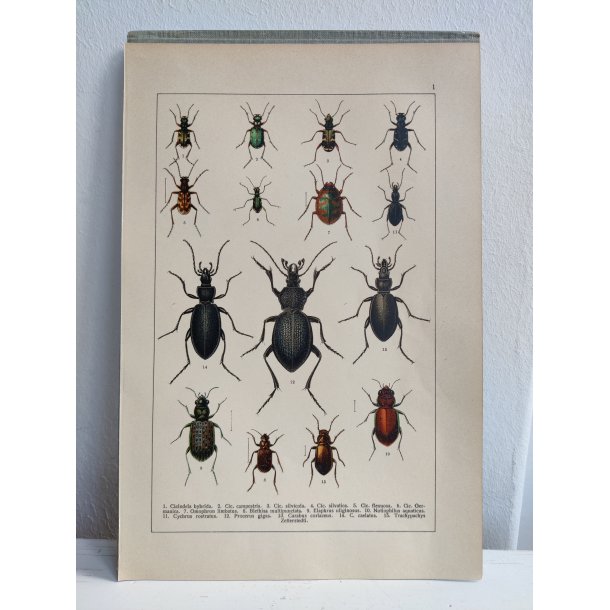 Antikt bogtryk af biller 1