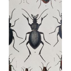 Antikt bogtryk af biller 1