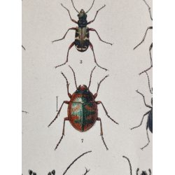 Antikt bogtryk af biller 1