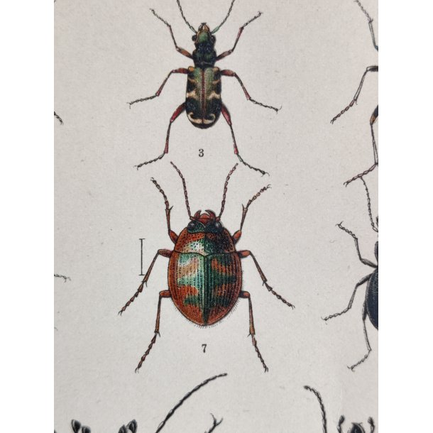 Antikt bogtryk af biller 1