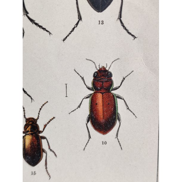 Antikt bogtryk af biller 1