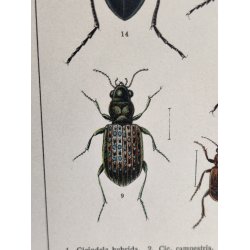 Antikt bogtryk af biller 1