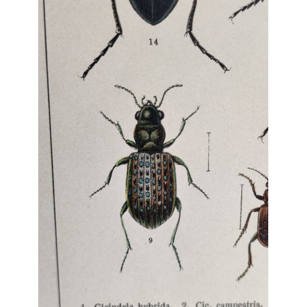 Antikt bogtryk af biller 1