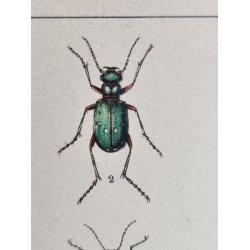 Antikt bogtryk af biller 1