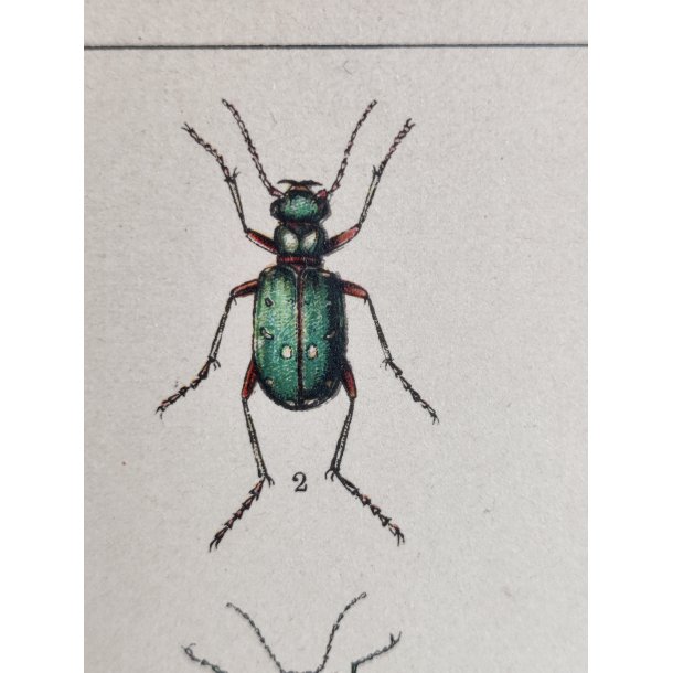 Antikt bogtryk af biller 1