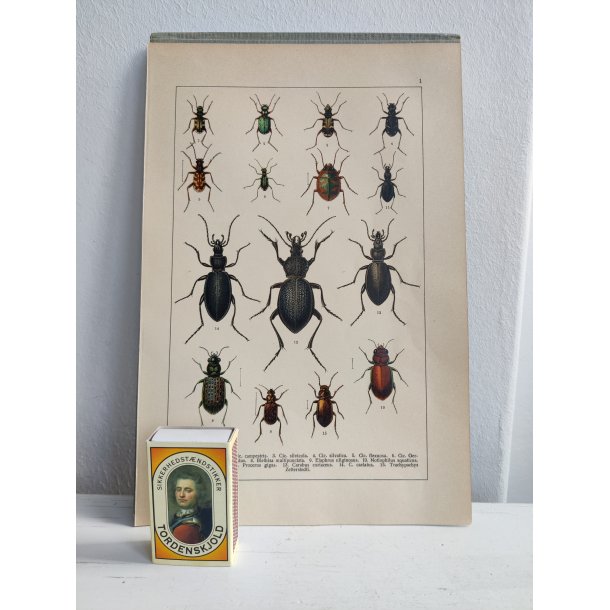 Antikt bogtryk af biller 1