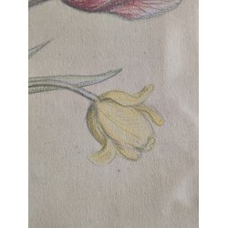 Org.tegning af vase med tulipaner, 1931, oliekridt