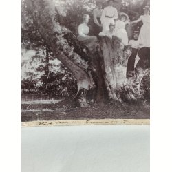 Antikt foto af en gruppe kvinder 1910