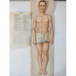 Anatomisk folde-ud mand 1929