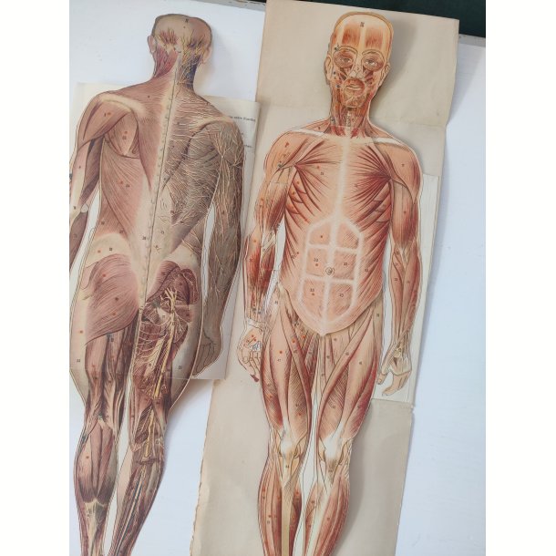 Anatomisk folde-ud mand 1929