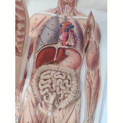 Anatomisk folde-ud mand 1929