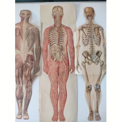 Anatomisk folde-ud mand 1929