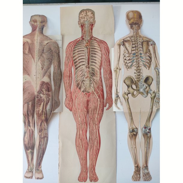 Anatomisk folde-ud mand 1929