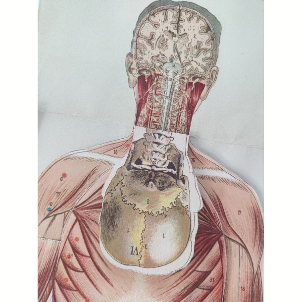 Anatomisk folde-ud mand 1929