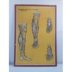 Anatomisk planche, Dr. Scholl: Chart of Muscles and Tendons: Foot &amp; Leg