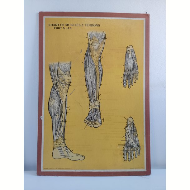 Anatomisk planche, Dr. Scholl: Chart of Muscles and Tendons: Foot &amp; Leg