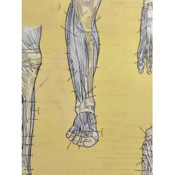 Anatomisk planche, Dr. Scholl: Chart of Muscles and Tendons: Foot &amp; Leg