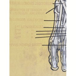 Anatomisk planche, Dr. Scholl: Chart of Muscles and Tendons: Foot &amp; Leg