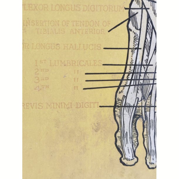 Anatomisk planche, Dr. Scholl: Chart of Muscles and Tendons: Foot &amp; Leg