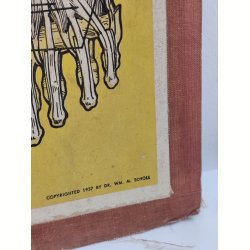 Anatomisk planche, Dr. Scholl: Chart of Muscles and Tendons: Foot &amp; Leg