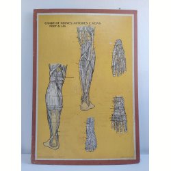 Anatomisk planche, Dr. Scholl: Chart of Nerves, Arteries &amp; Veins: Foot &amp; Leg