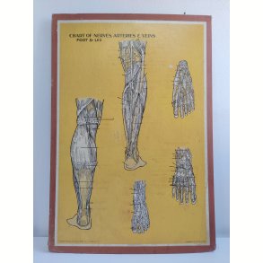 Anatomisk planche, Dr. Scholl: Chart of Nerves, Arteries & Veins: Foot & Leg