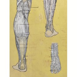 Anatomisk planche, Dr. Scholl: Chart of Nerves, Arteries &amp; Veins: Foot &amp; Leg