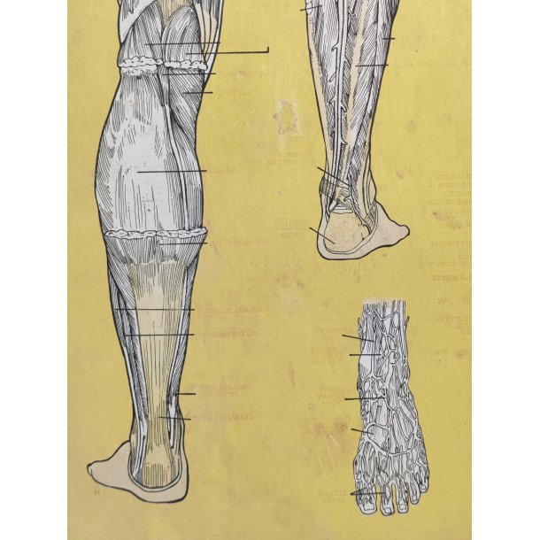 Anatomisk planche, Dr. Scholl: Chart of Nerves, Arteries &amp; Veins: Foot &amp; Leg