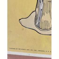 Anatomisk planche, Dr. Scholl: Chart of Nerves, Arteries &amp; Veins: Foot &amp; Leg
