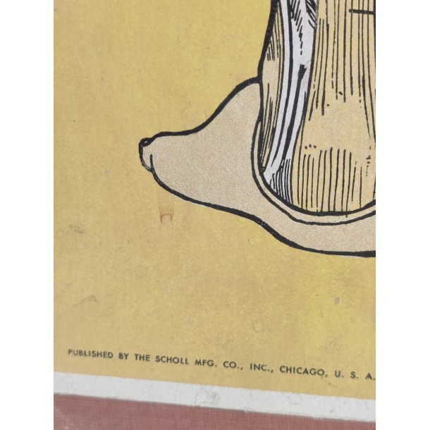 Anatomisk planche, Dr. Scholl: Chart of Nerves, Arteries &amp; Veins: Foot &amp; Leg