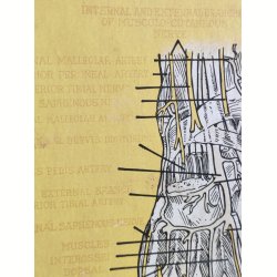 Anatomisk planche, Dr. Scholl: Chart of Nerves, Arteries &amp; Veins: Foot &amp; Leg