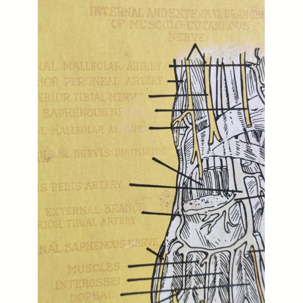 Anatomisk planche, Dr. Scholl: Chart of Nerves, Arteries &amp; Veins: Foot &amp; Leg